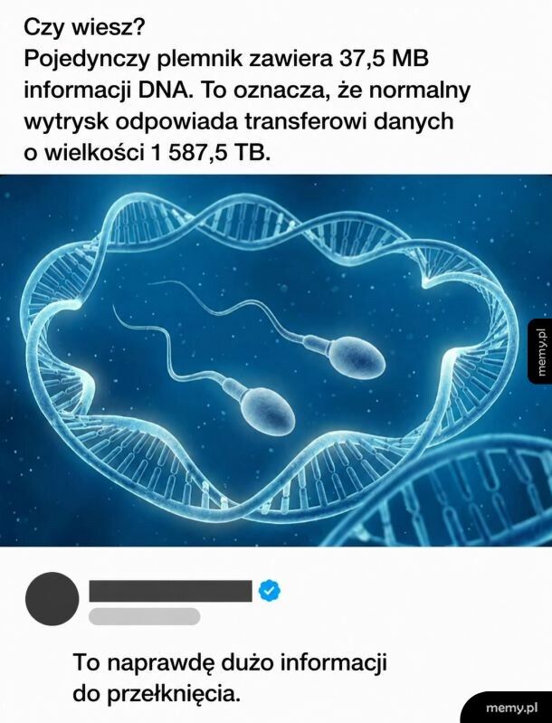 Pojedynczy plemnik