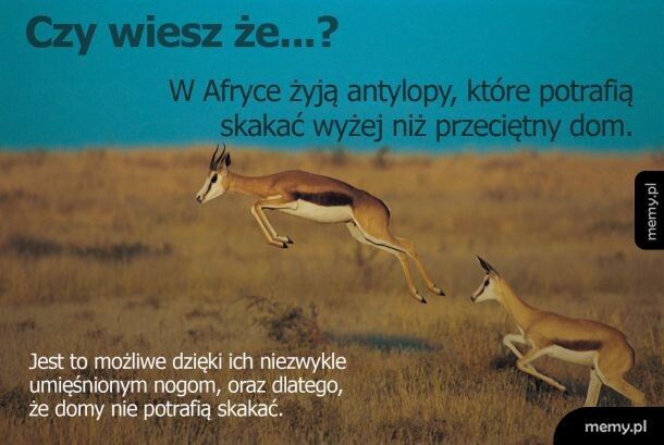 Ciekawostka