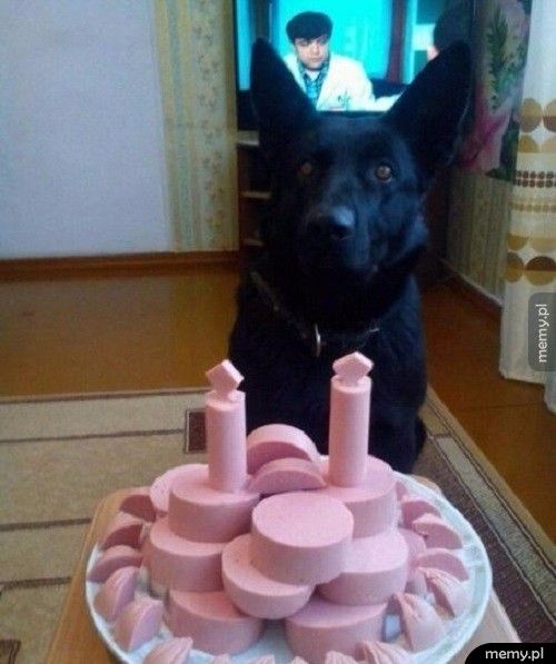 Idealny tort dla psa