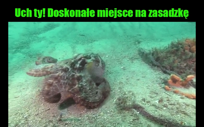 Coś poszło nie tak...