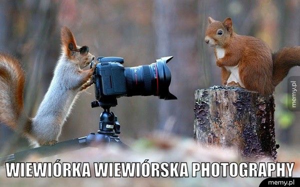   Wiewiórka Wiewiórska photography
