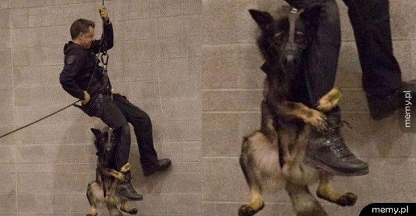 Pies policyjny podczas swojego pierwszego treningu: