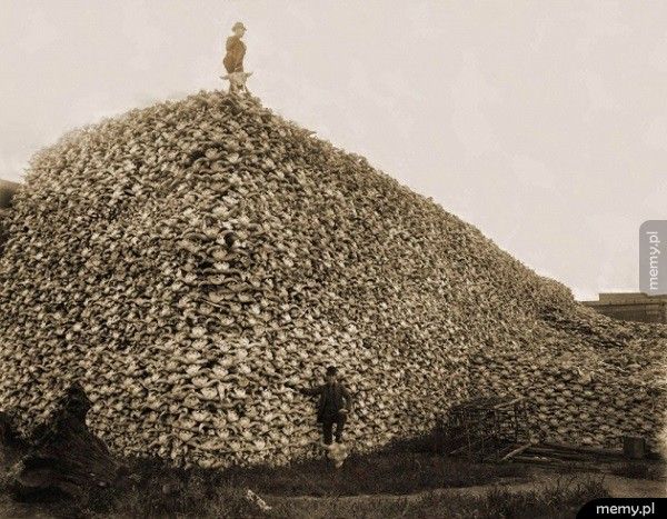 Góra czaszek bizonów