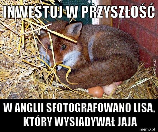 Inwestuj w przyszłość W Anglii sfotografowano lisa, który wysiadywał jaja