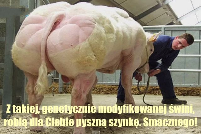 Szynka pochodzi ze świni, a nie z supermarketu