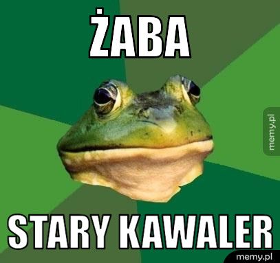 Żaba stary kawaler