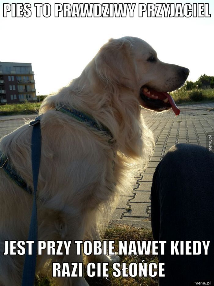 Pies to prawdziwy przyjaciel Jest przy Tobie nawet kiedy razi Cię słońce