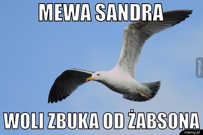 Mewa Sandra Woli ZBUKA OD ŻABSONA