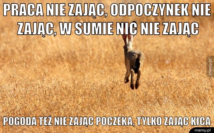 praca nie zając, odpoczynek nie zając, w sumie nic nie zając  pogoda też nie zając poczeka, tylko zając kica