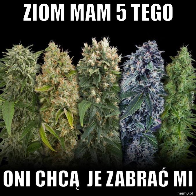 Ziom mam 5 tego  oni chcą  je zabrać mi