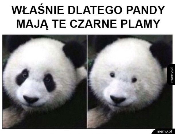 Pandy