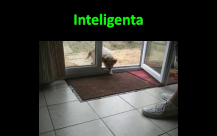 Pieseł