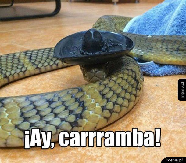 Meksykański wąż