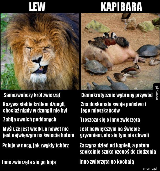Lew vs. kapibara