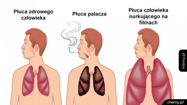 Płuca