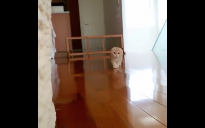Kot ninja