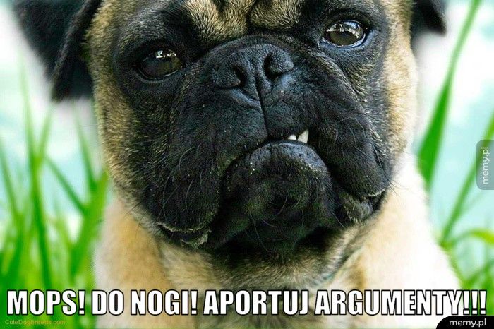  Mops! Do nogi! Aportuj argumenty!!!