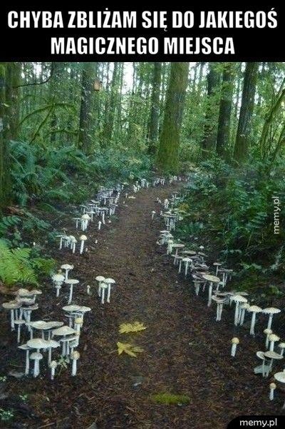 Kraina grzybów 