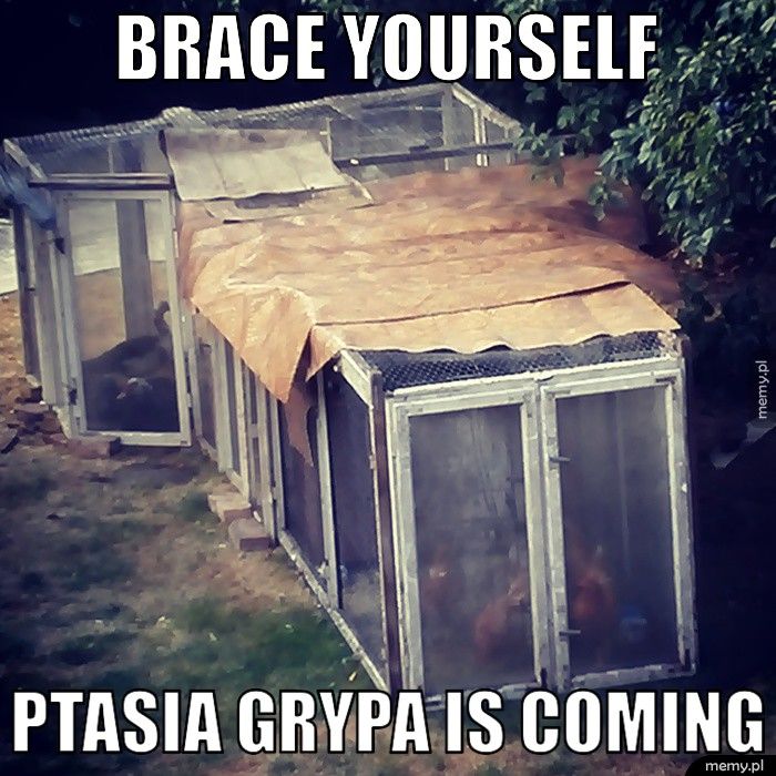 brace yourself ptasia grypa is coming