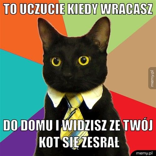 to uczucie kiedy wracasz  do domu i widzisz ze twój kot się zesrał
