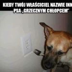 Zazdrosny pies