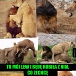 Mój lew