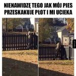 Pies mi ucieka
