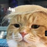 Kot Trump