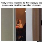 Pies odwala dziwne akcje