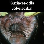 W mordzie ż&oacute;łwia