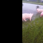 Szczęśliwe świnie