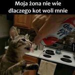 Koteł