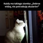 Ziomek
