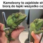 Kameleony