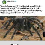 Najsłodsza creepy historia ever