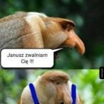 Zwalniam cię
