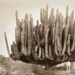 Mężczyzna pozuje do zdjęcia z kaktusem rok 1895