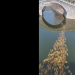 Ryby śledzą kaczkę