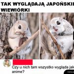 Wiewórka