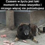 Pieseł ma wszystko