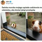 Świnka morska
