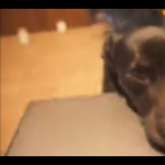 Koniec internetu, chodź się pobawić