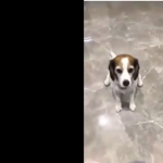 Nie zrozumiał, o co chodzi :D