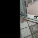 Zabawa z wiewiórką