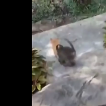 Kiedy chcesz przytulić najlepszego kumpla