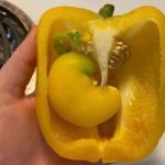 Nie wiedziałem, że ta papryka była w ciąży