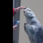 Wydra się przejęła, że ma wysoką temperaturę