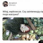 Tak, biorę wszystkie!