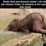 Młody słoń