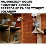 Najdroższy gołąb pocztowy